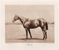 Leinster, English racehorse, horse racing sepia photogravure, 1906