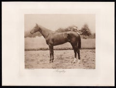 Llangibby, cheval de course anglais, photogravure sépia sur le thème des courses hippiques, 1906