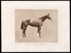 « Spearmint » du major E. Loder, cheval de course, photogravure sépia sur le thème des courses hippiques, 1906