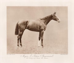 « Spearmint » du major E. Loder, cheval de course, photogravure sépia sur le thème des courses hippiques, 1906