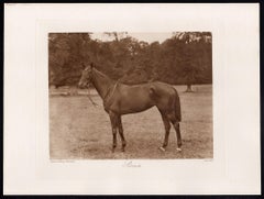 Sirenia, cheval de course, photogravure sépia sur le thème des courses hippiques, 1906