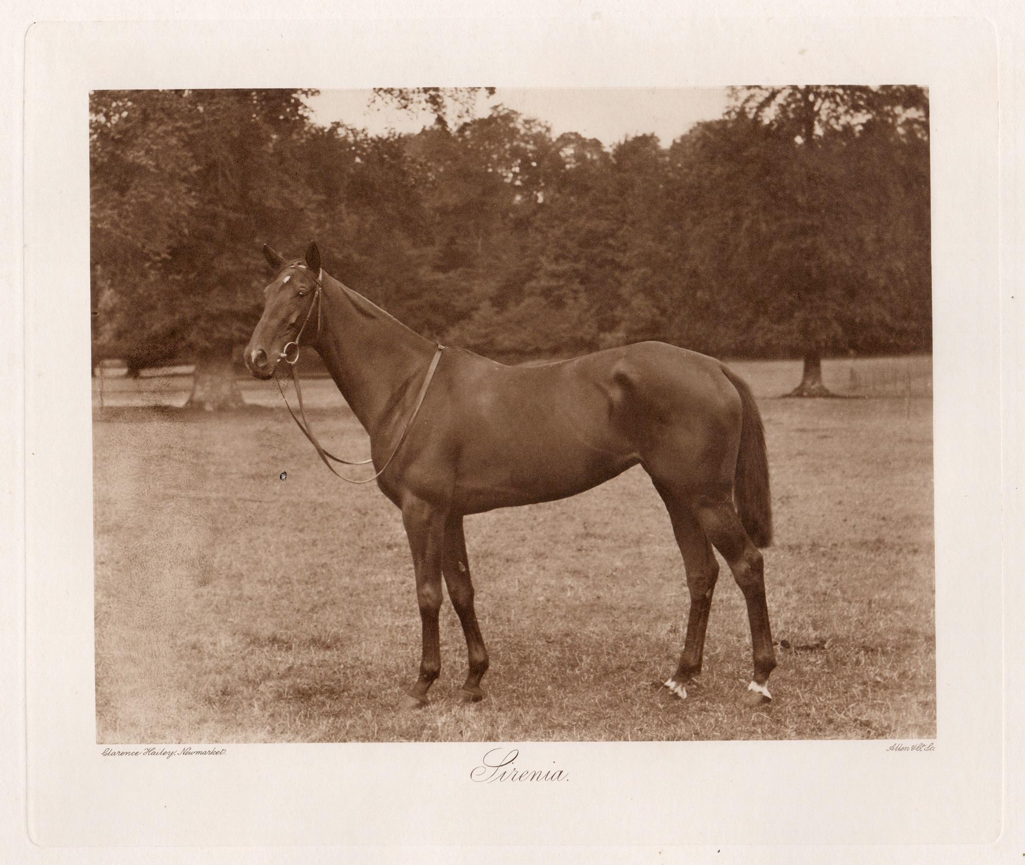 Print Clarence Hailey - Sirenia, cheval de course, photogravure sépia sur le thème des courses hippiques, 1906