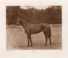 Sirenia, cheval de course, photogravure sépia sur le thème des courses hippiques, 1906