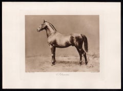 Soliman, racehorse, horse racing sepia photogravure, 1906