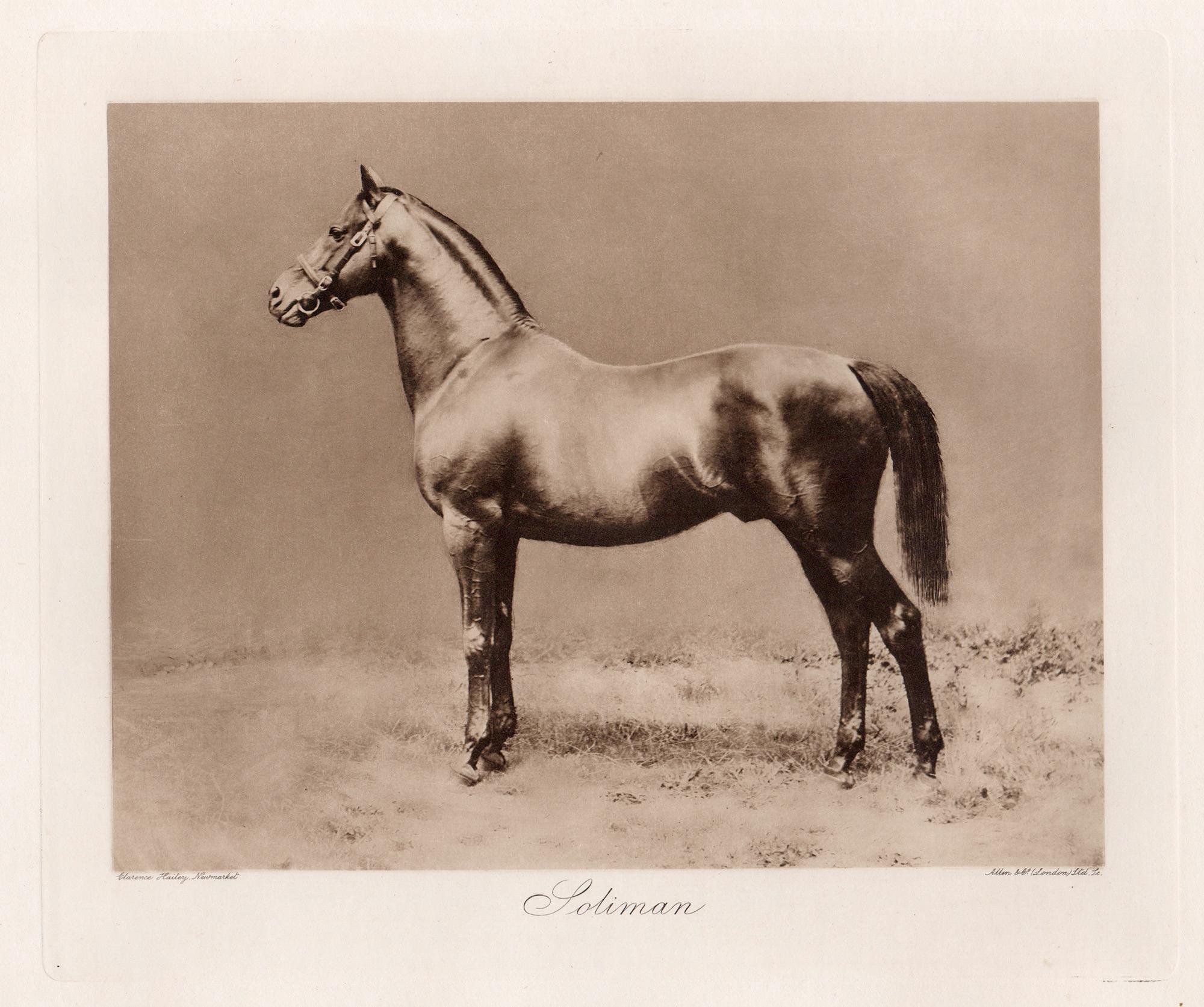 Soliman, cheval de course, photogravure sépia sur le thème des courses hippiques, 1906
