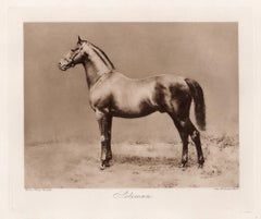 Soliman, racehorse, horse racing sepia photogravure, 1906