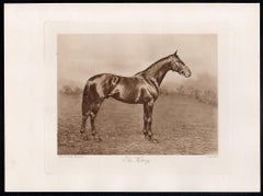 The Victory, English racehorse, horse racing sepia photogravure, 1906