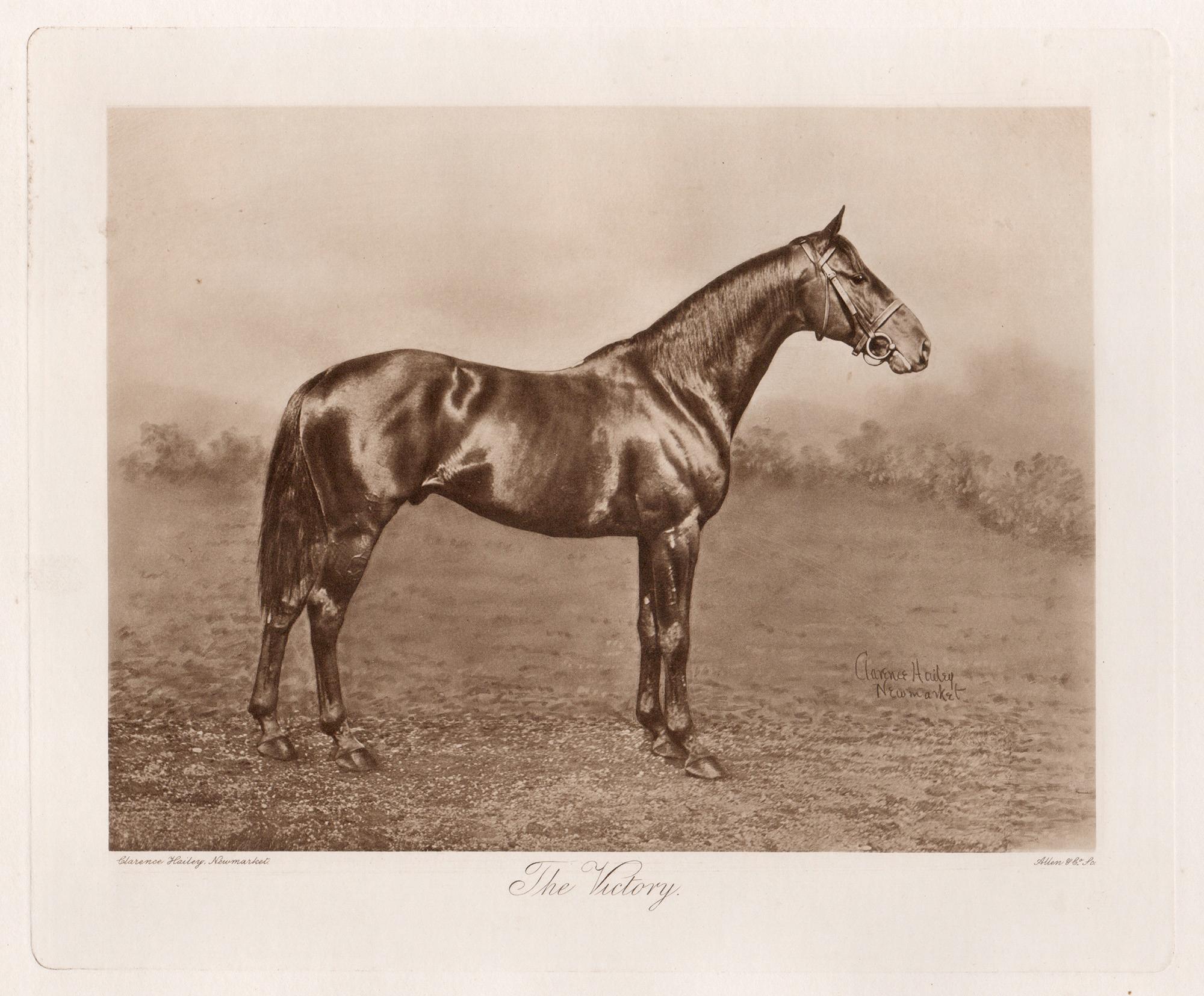 « The Victory », cheval de course anglais, photogravure sépia sur le thème des courses hippiques, 1906
