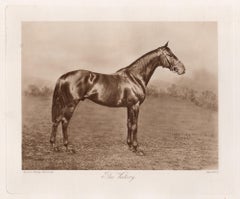 The Victory, English racehorse, horse racing sepia photogravure, 1906