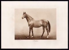Trenton, cheval de course anglais, photogravure sépia sur le thème des courses hippiques, 1906