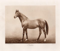 Trenton, cheval de course anglais, photogravure sépia sur le thème des courses hippiques, 1906