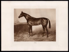 Veles, racehorse, horse racing sepia photogravure, 1906