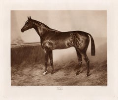 Veles, racehorse, horse racing sepia photogravure, 1906