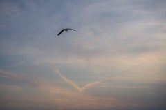 Bird and Bird