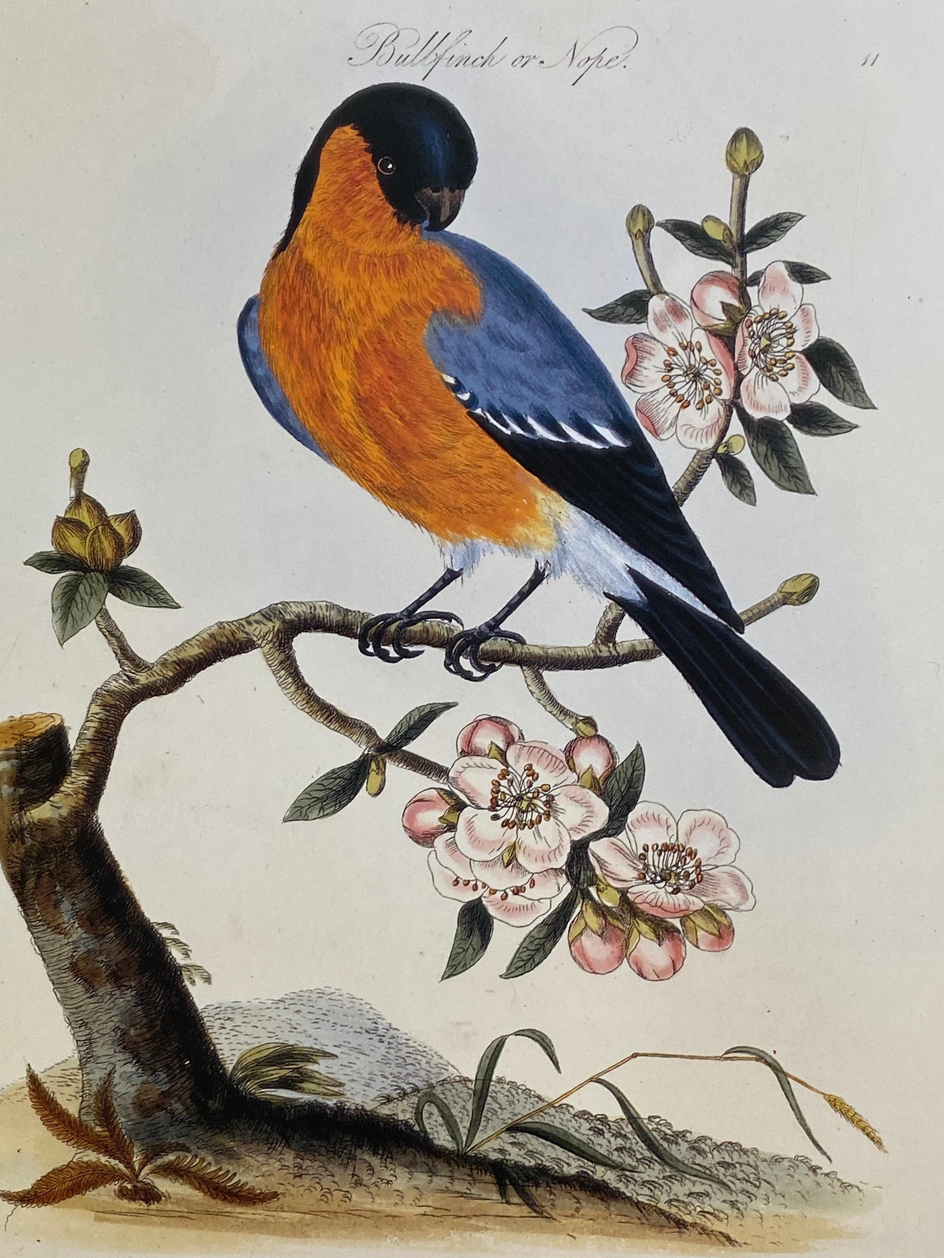 20th Century Classic Bird Color Prints x 9, Beautiful Set of 9 Classical Birds
