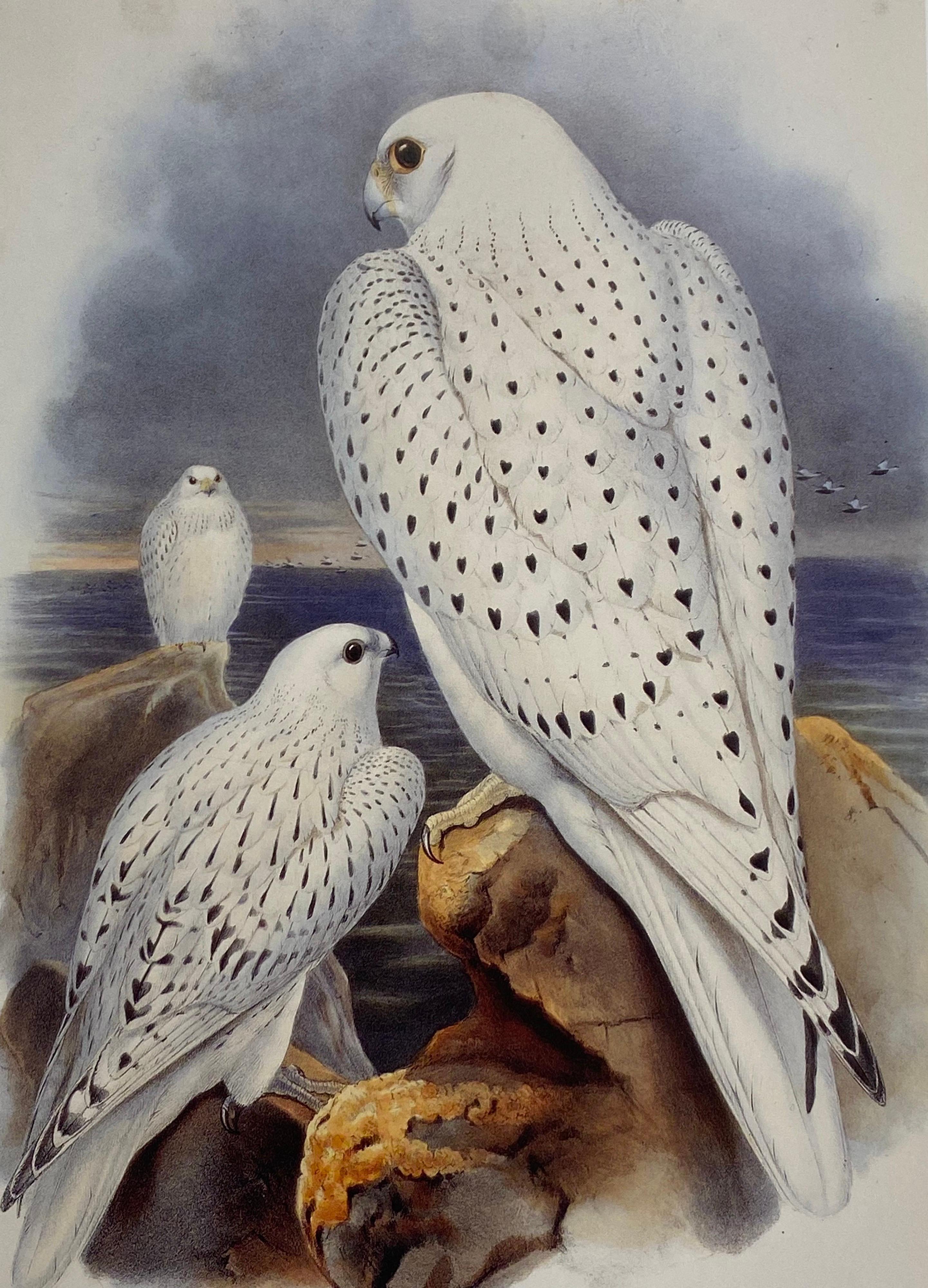 Classic Bird Color Prints x 9, Beautiful Set of 9 Classical Birds 1