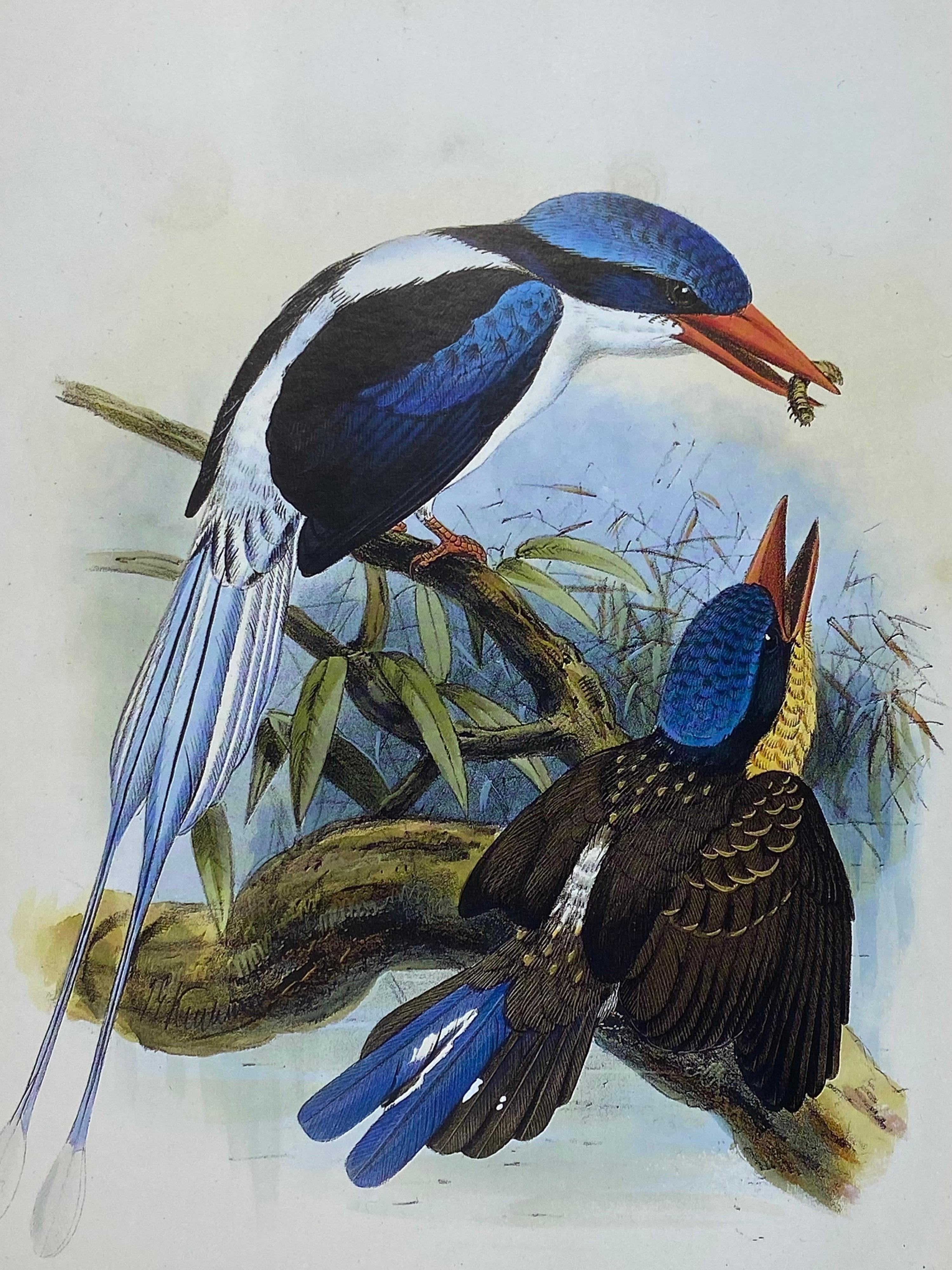 Classic Bird Color Prints x 9, Beautiful Set of 9 Classical Birds 3