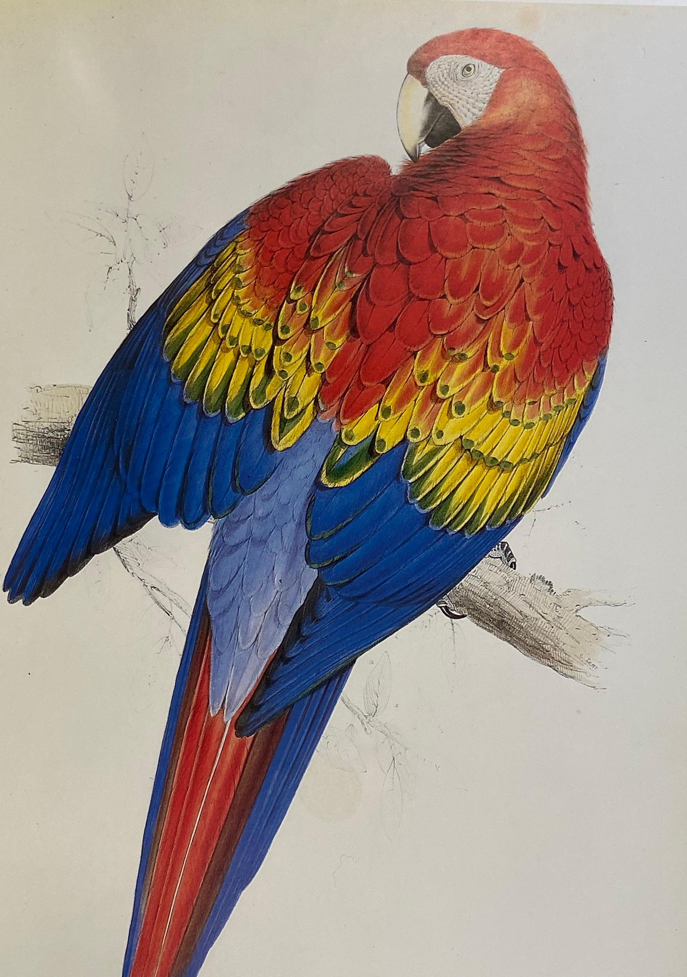 Classic Bird Color Prints x 9, Beautiful Set of 9 Classical Birds 4