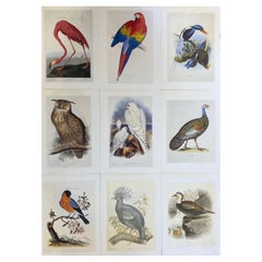 Vintage Classic Bird Color Prints x 9, Beautiful Set of 9 Classical Birds
