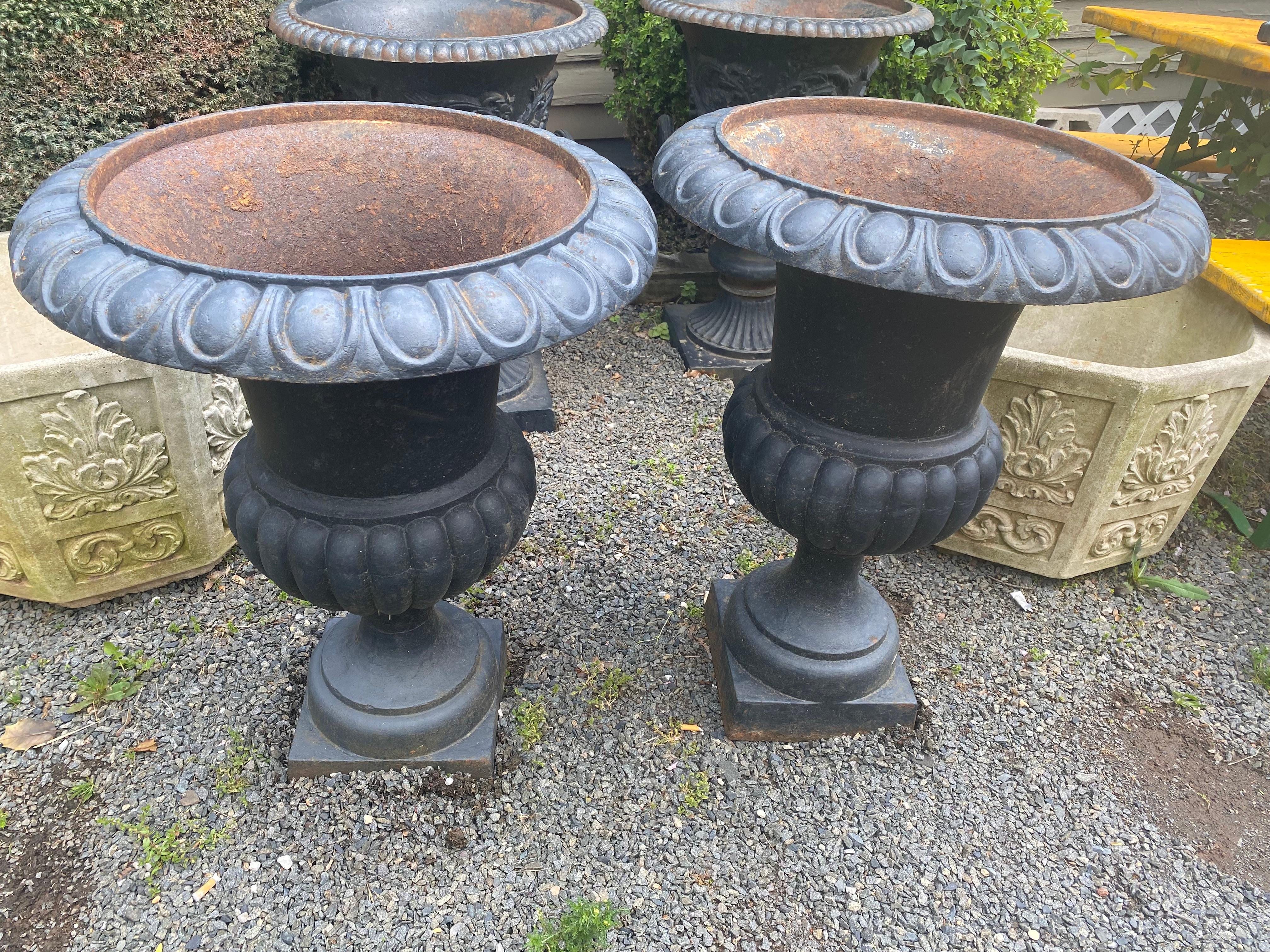 Classic large pair of cast iron planters urns having neoclassical form. Base is 10