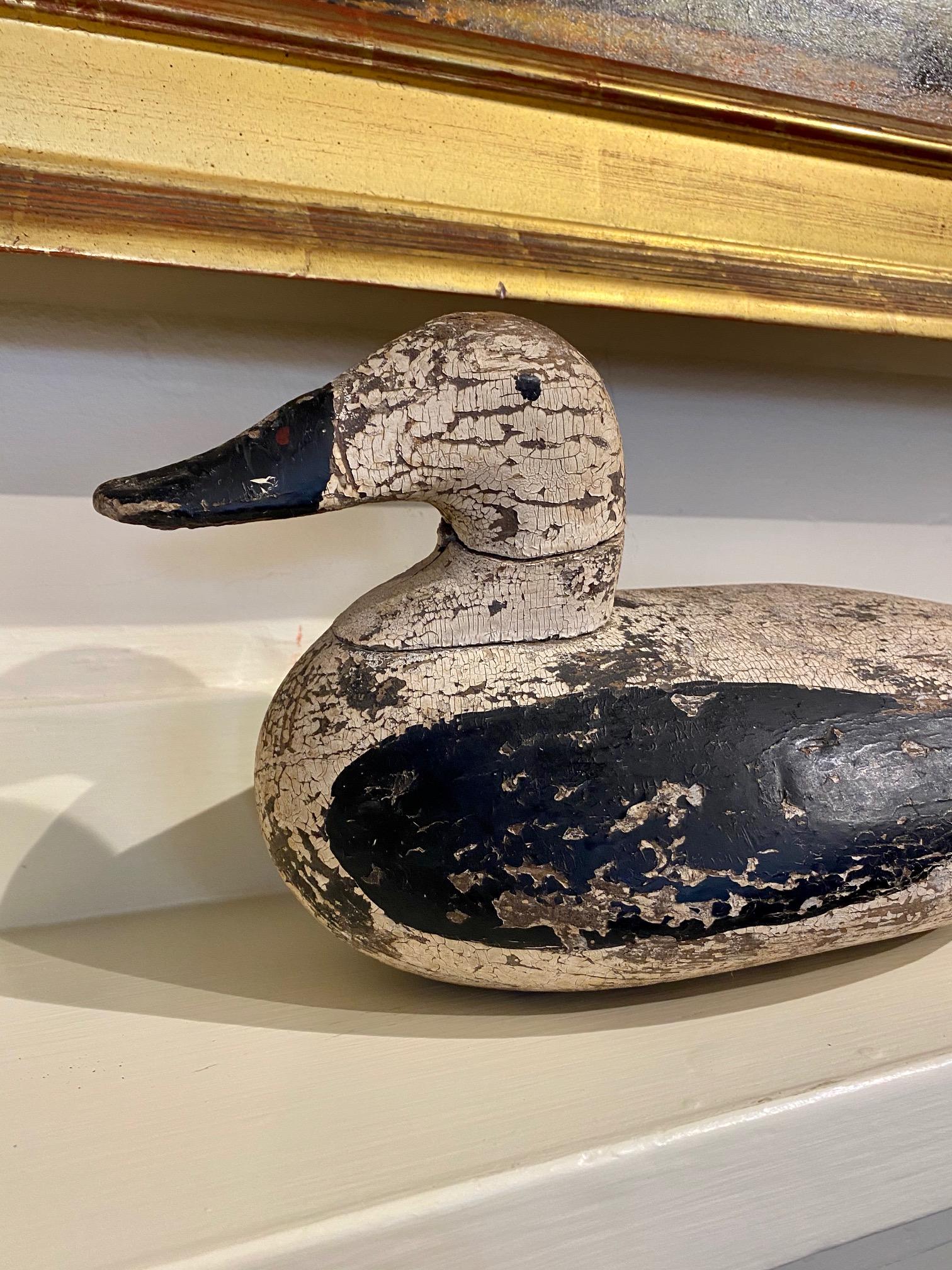 Classic antique Maine Eider Drake Decoy, circa 1920s, with head tucked back in contented posture. Decoy is in well worn original paint with touch-ups to the black areas. The neck has obvious very old crack but is strong and stable. The great painted