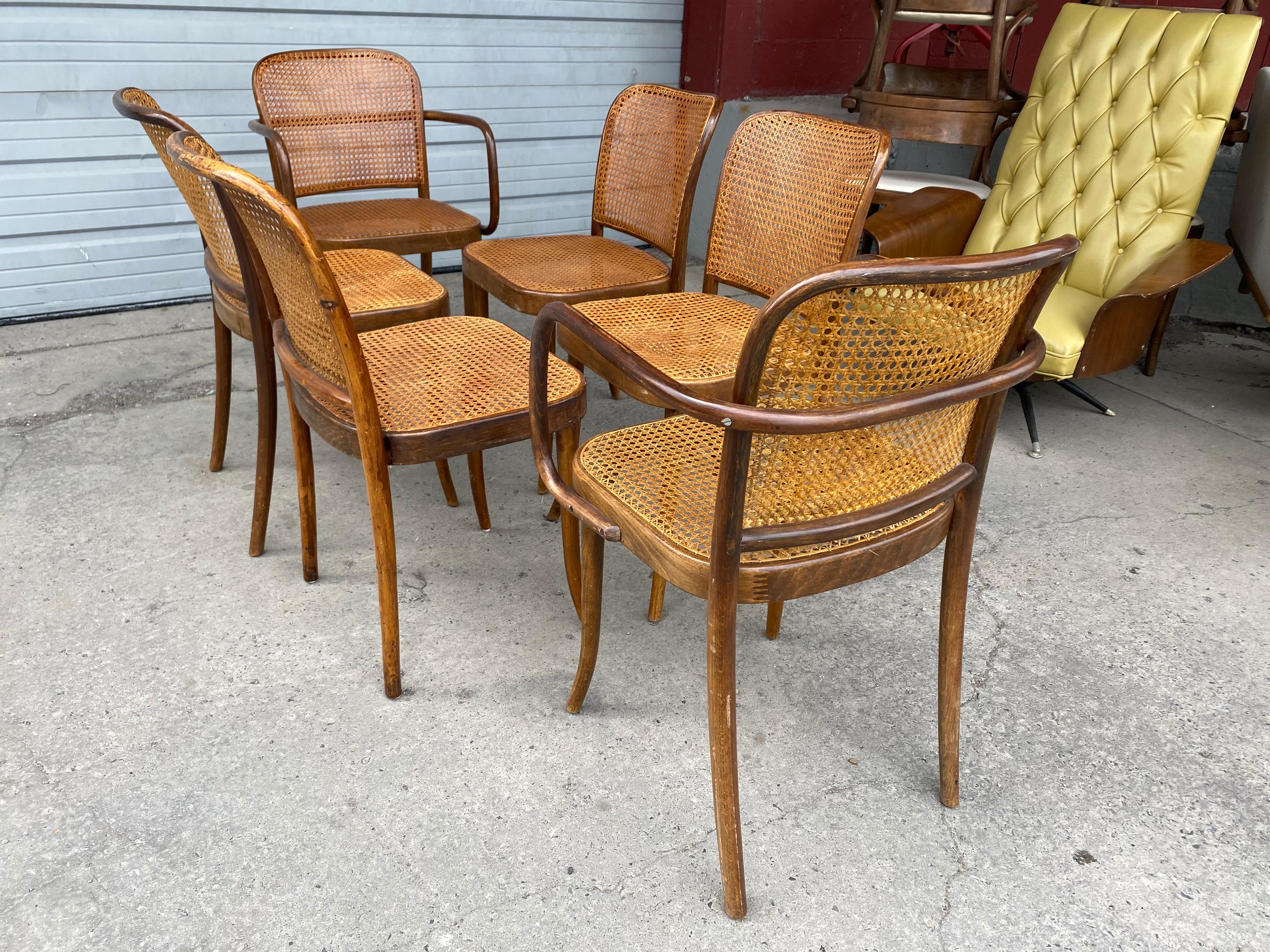 Czech Classic Set 6 Bauhaus Wood and Cane Dining Chairs by Josef Hoffmann for Stendig