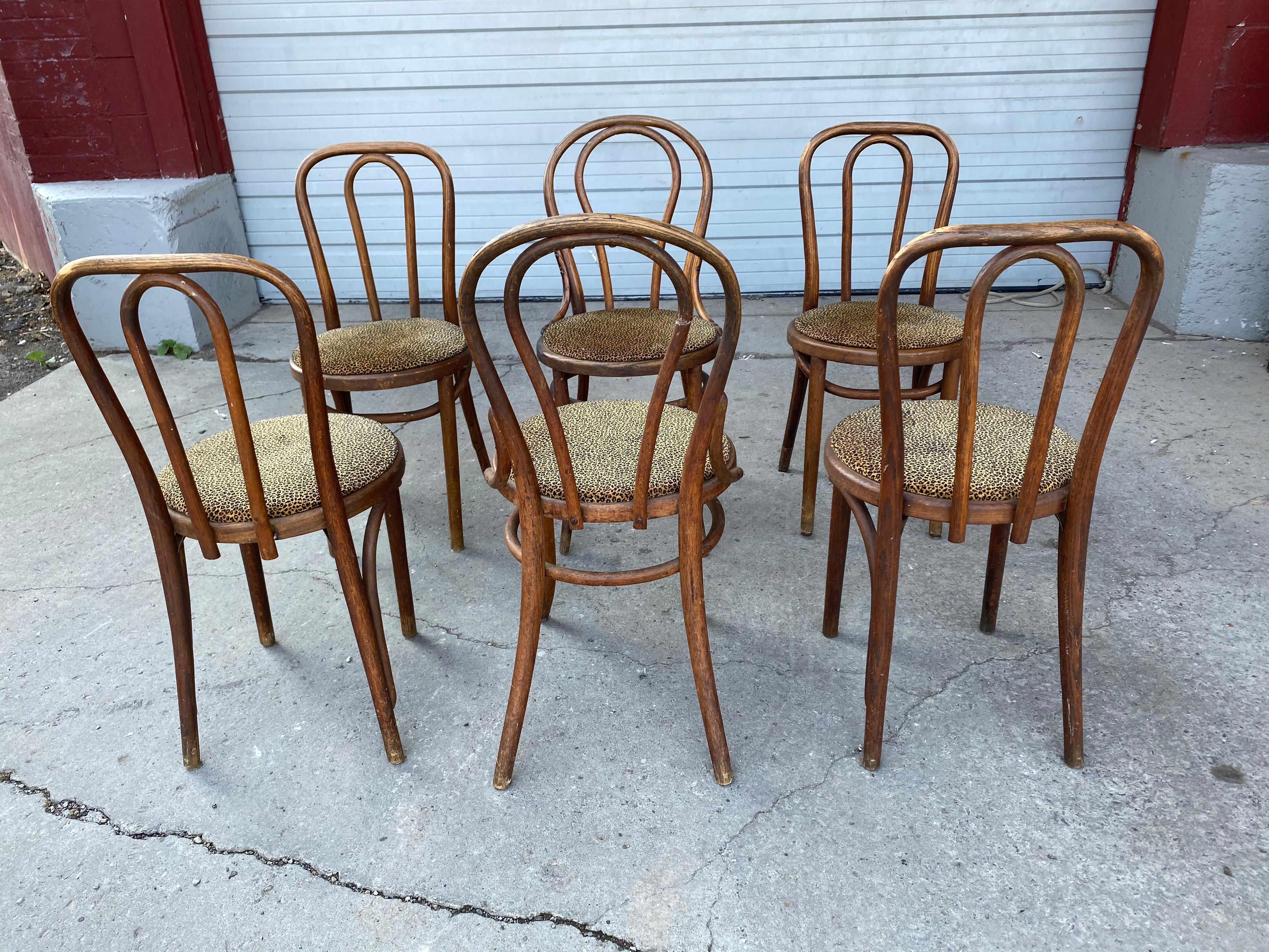 Ensemble classique de 6 chaises de salle à manger en bois courbé attribuées à Thonet, récemment retapissées dans un tissu imprimé léopard, l'ensemble se compose de 4 chaises assorties et de deux chaises au design légèrement différent (voir photo).