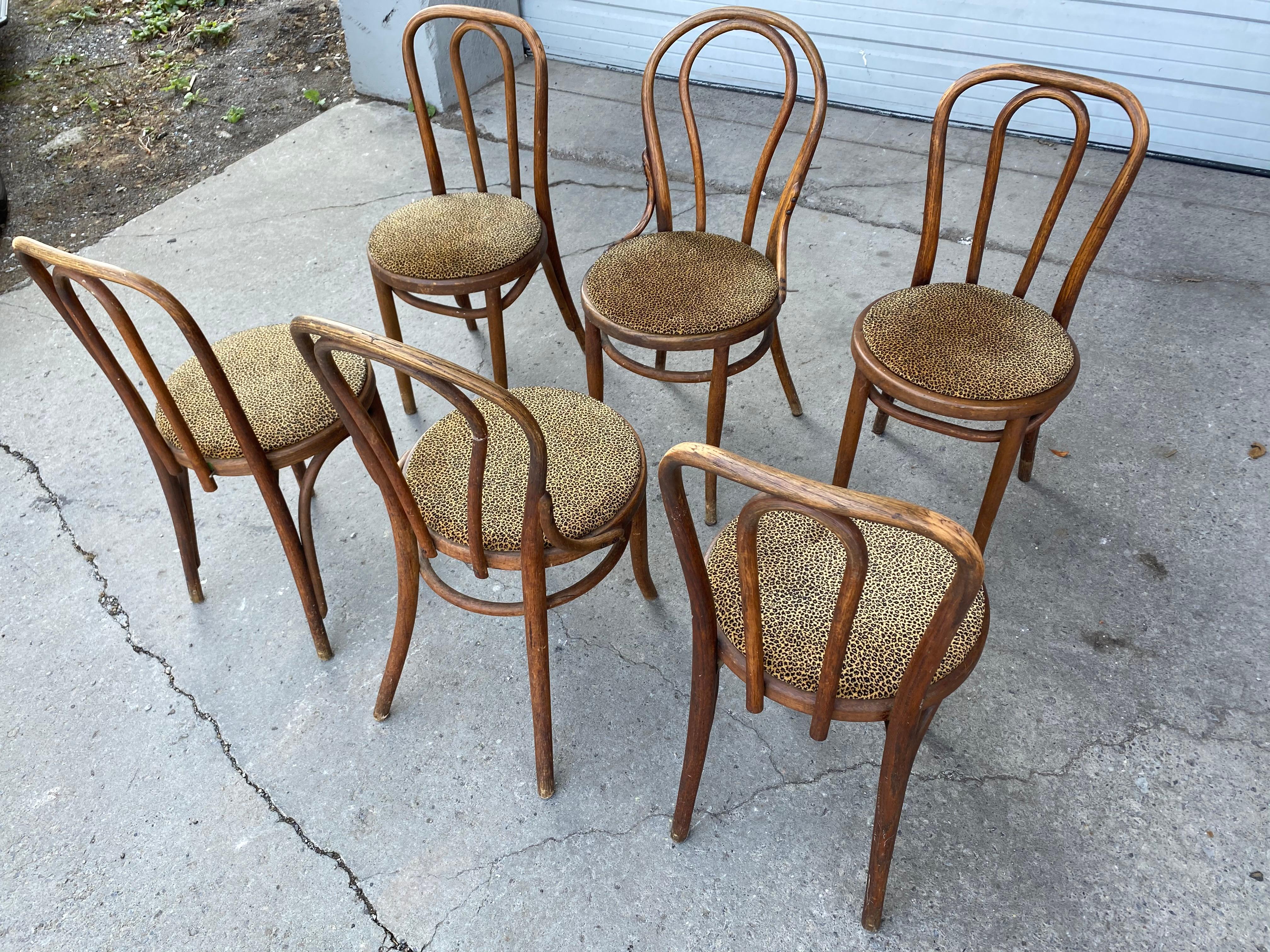 Americano Set classico di 6 sedie da pranzo da bar in legno di Bentwood, attribuito a Thonet in vendita