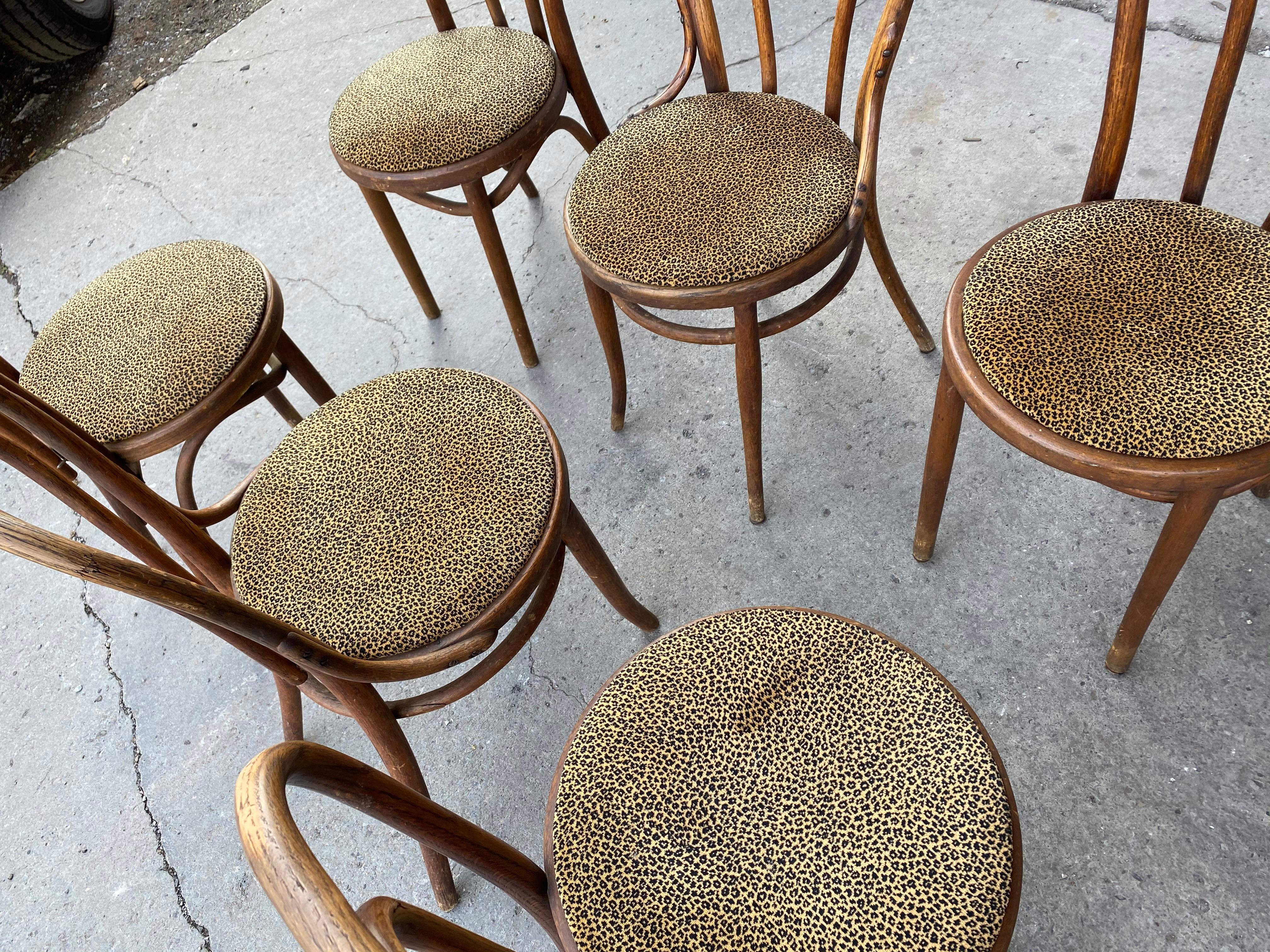 Ensemble classique de 6 chaises de salle à manger en bois courbé, attribuées à Thonet Bon état - En vente à Buffalo, NY