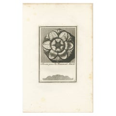 Classical Elegance: Rosette Design from Carlo Antonini's Architectural Fragments