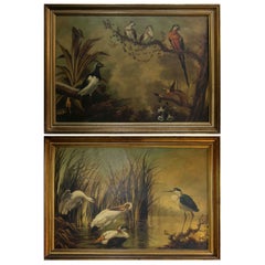 Classical Style Scenes of Exotic Birds, Oil on Canvas, Signed BLASCO.
