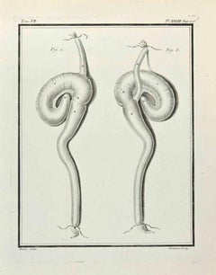 Tieranatomie – Radierung von Claude Jardinier – 1771