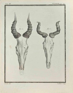 Animal's Anatomy - Etching by Claude Jardinier - 1771