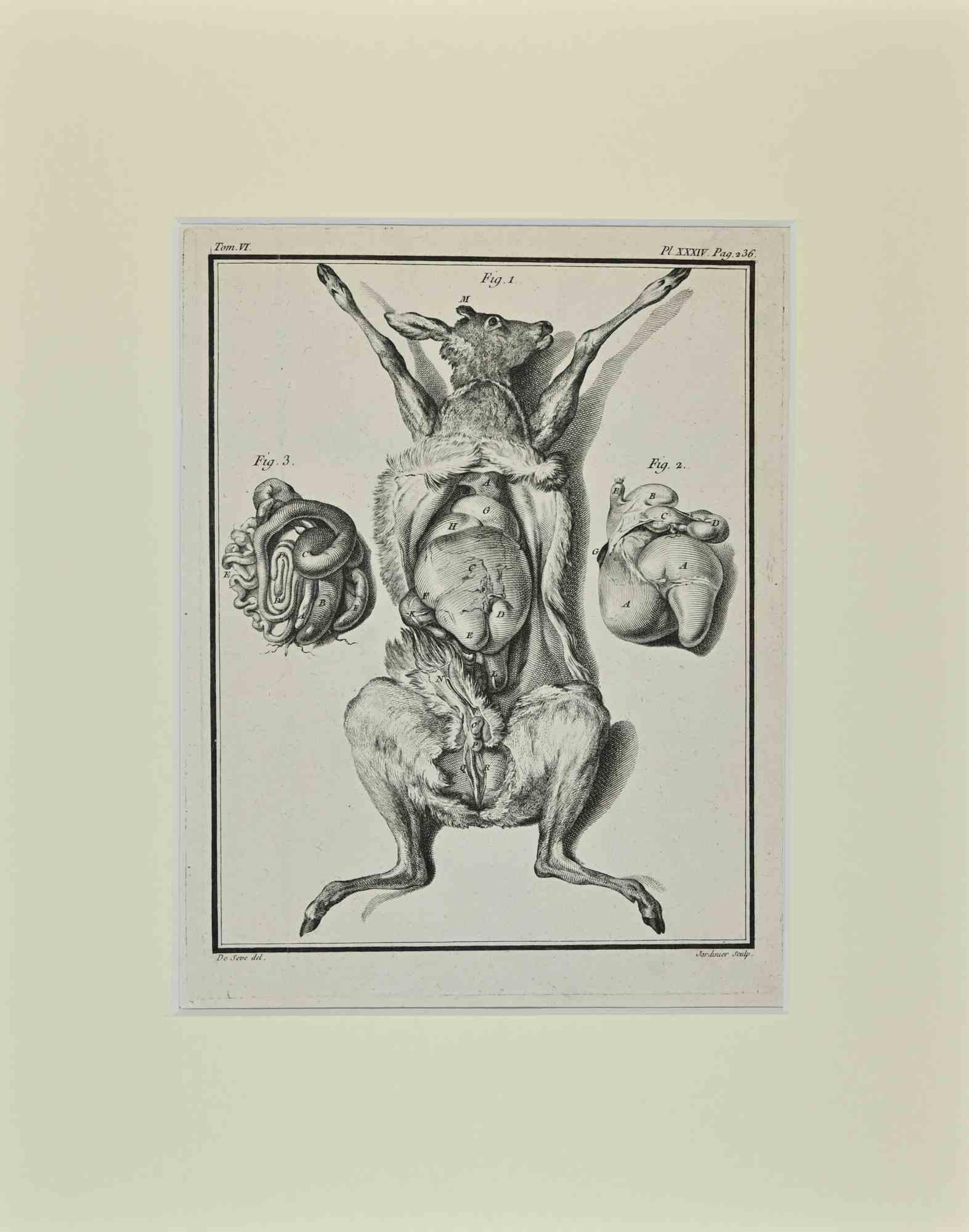 Animal's Anatomy is an etching realized in 1771 by Claude Jardinier.

Titled and Signed on the plate.

The artwork Belongs to the suite "Histoire naturelle, générale et particulière avec la description du Cabinet du Roi". Paris: Imprimerie Royale,