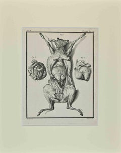 L'anatomie des animaux - Gravure de Claude Jardinier - 1771