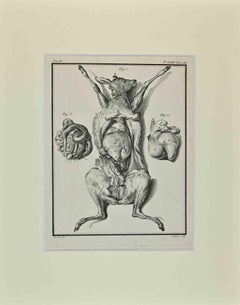 Animal's Anatomy - Etching by Claude Jardinier - 1771