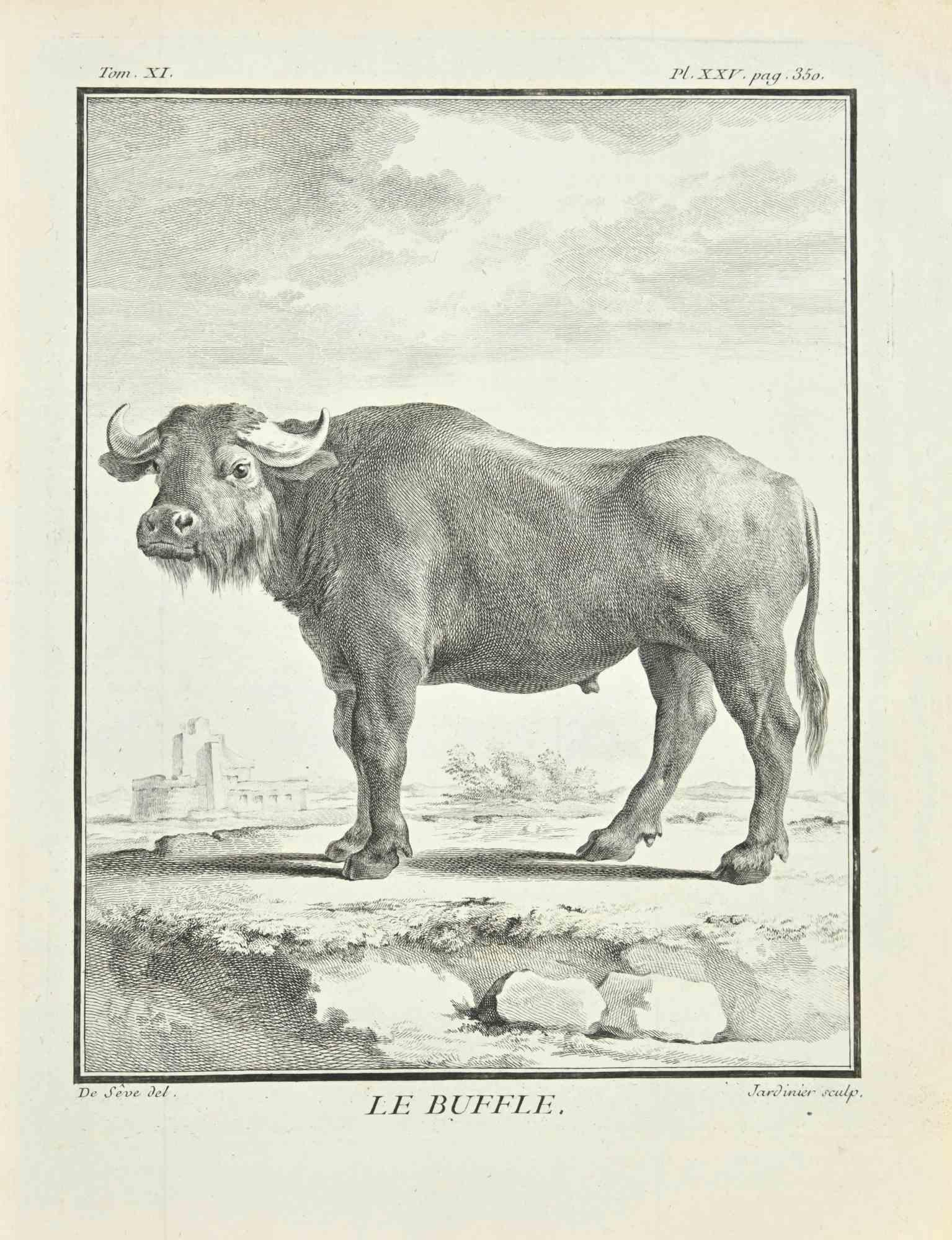 Le Buffle - Etching by Claude Jardinier - 1771