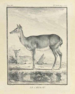 Le Cariacou - Etching by Claude Jardinier - 1771