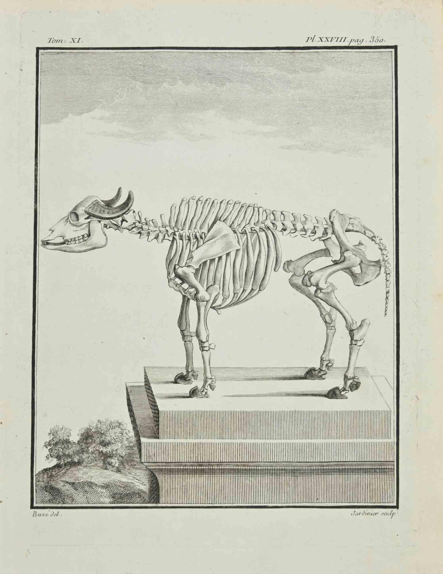 The Skeleton is an etching realized in 1771 by Claude Jardinier.

Signed on the plate.

The artwork Belongs to the suite "Histoire naturelle, générale et particulière avec la description du Cabinet du Roi". Paris: Imprimerie Royale, 1749-1771.