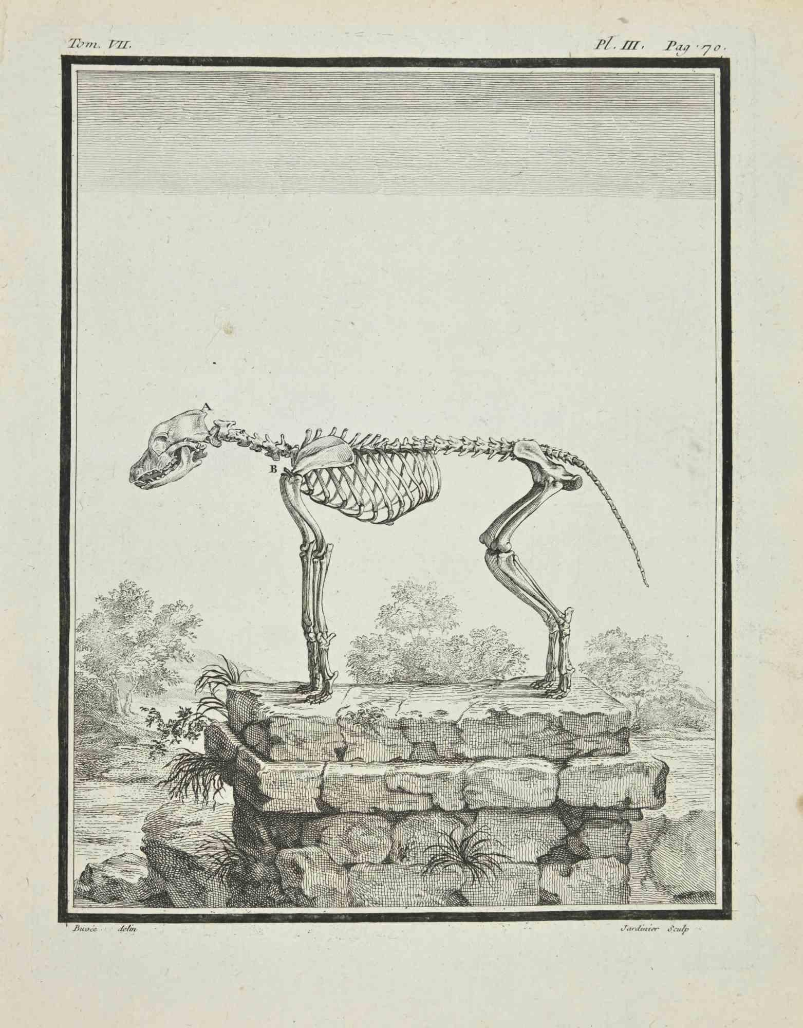 The Skeleton is an etching realized in 1771 by Claude Jardinier.

Signed on the plate.

The artwork Belongs to the suite "Histoire naturelle, générale et particulière avec la description du Cabinet du Roi". Paris: Imprimerie Royale, 1749-1771.