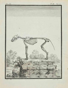 The Skeleton - Etching by Claude Jardinier - 1771