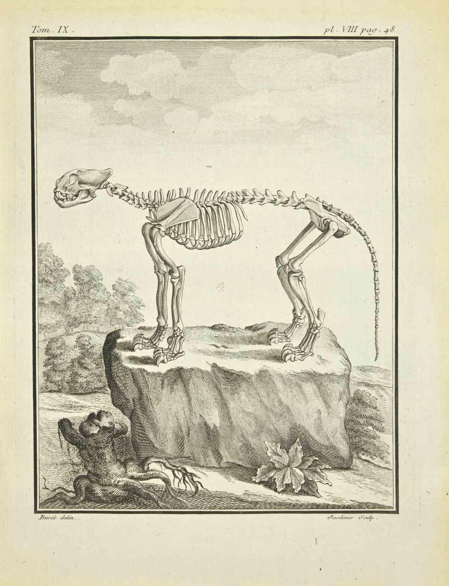 The Skeleton - Etching by Claude Jardinier - 1771