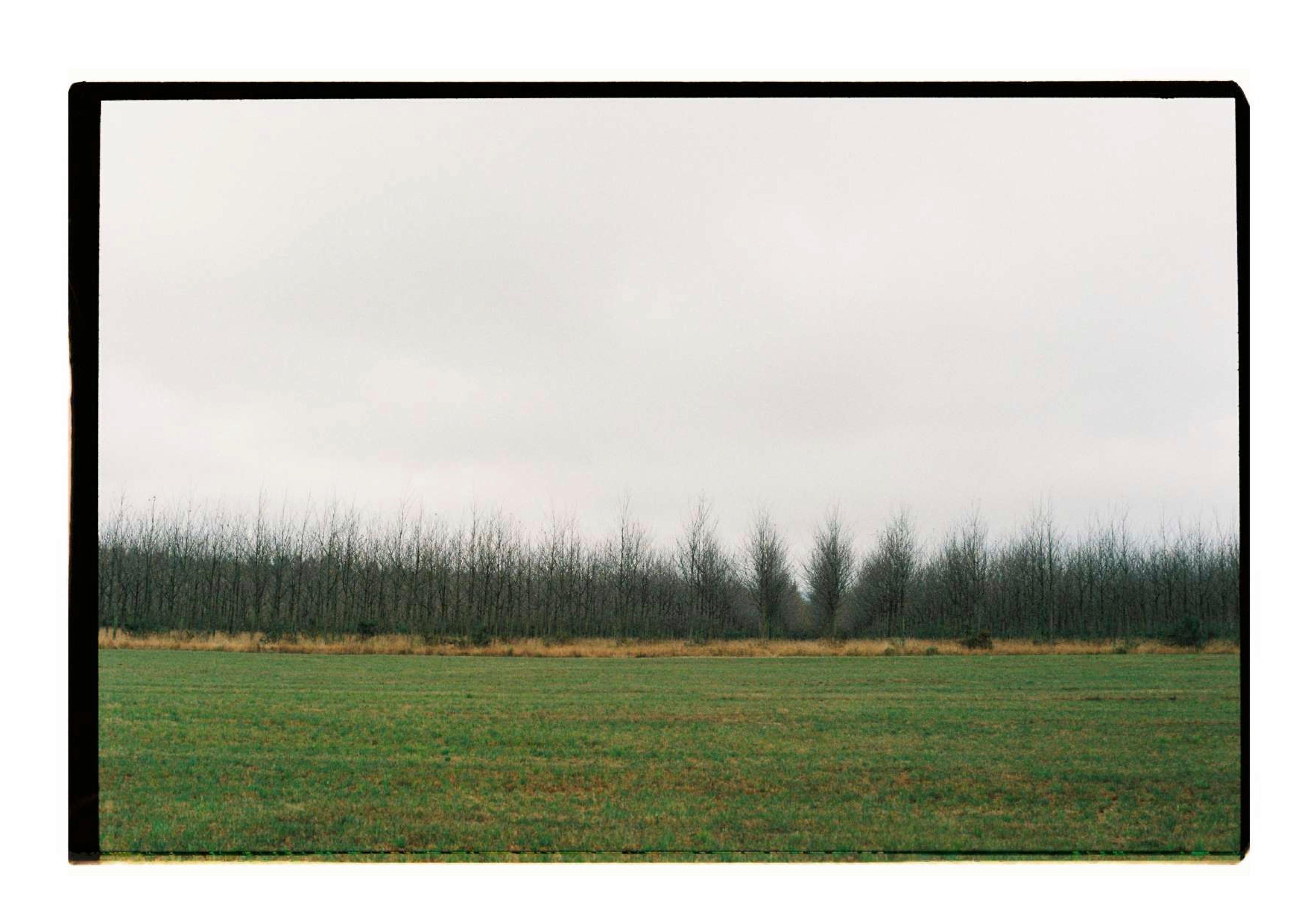 Claudia Ferreiro Color Photograph - Horizon line, trees, green and yellow, sky nature, old analogue photograph