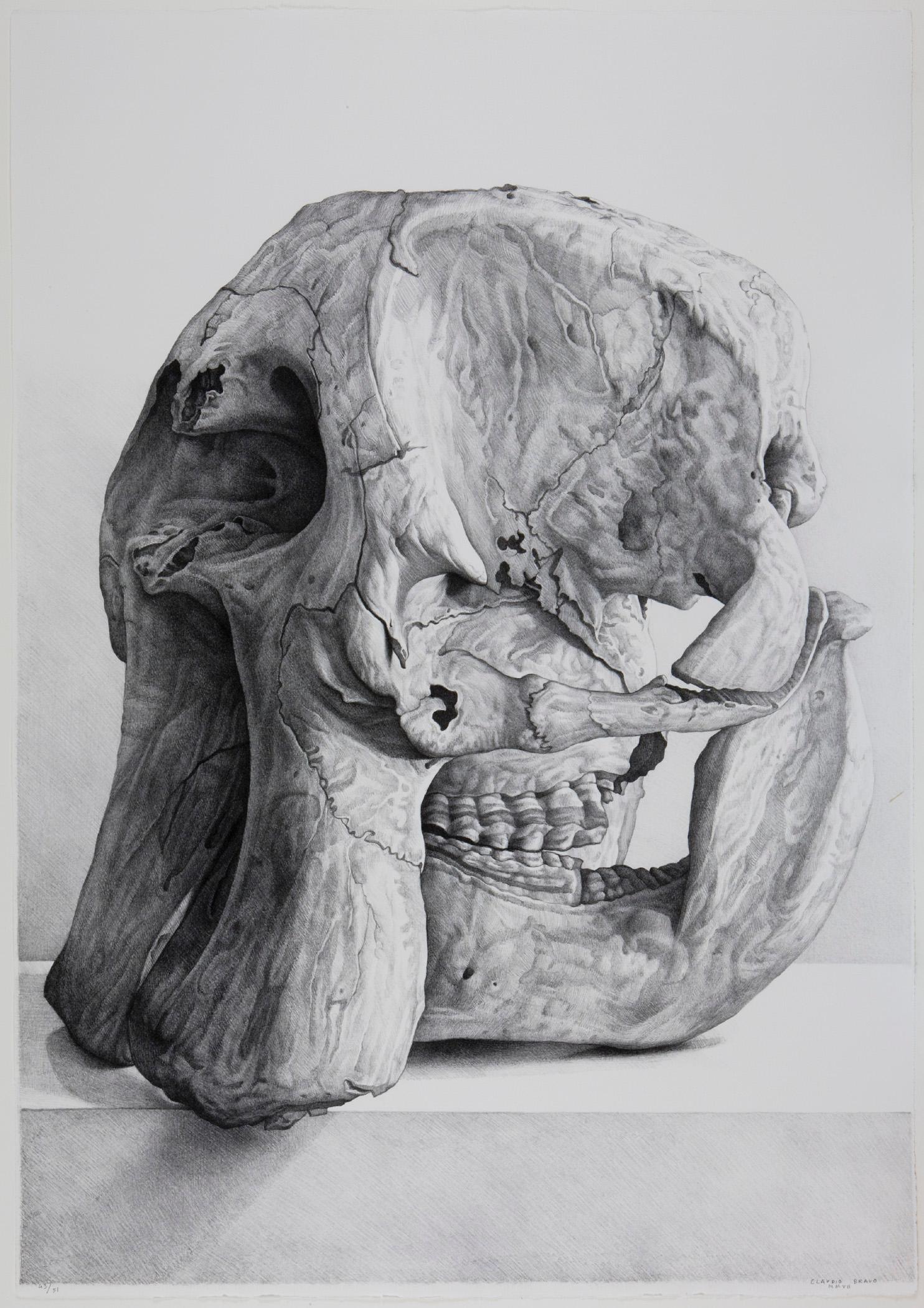 Claudio Bravo Animal Print - Craneo de elefante (elephant skull)