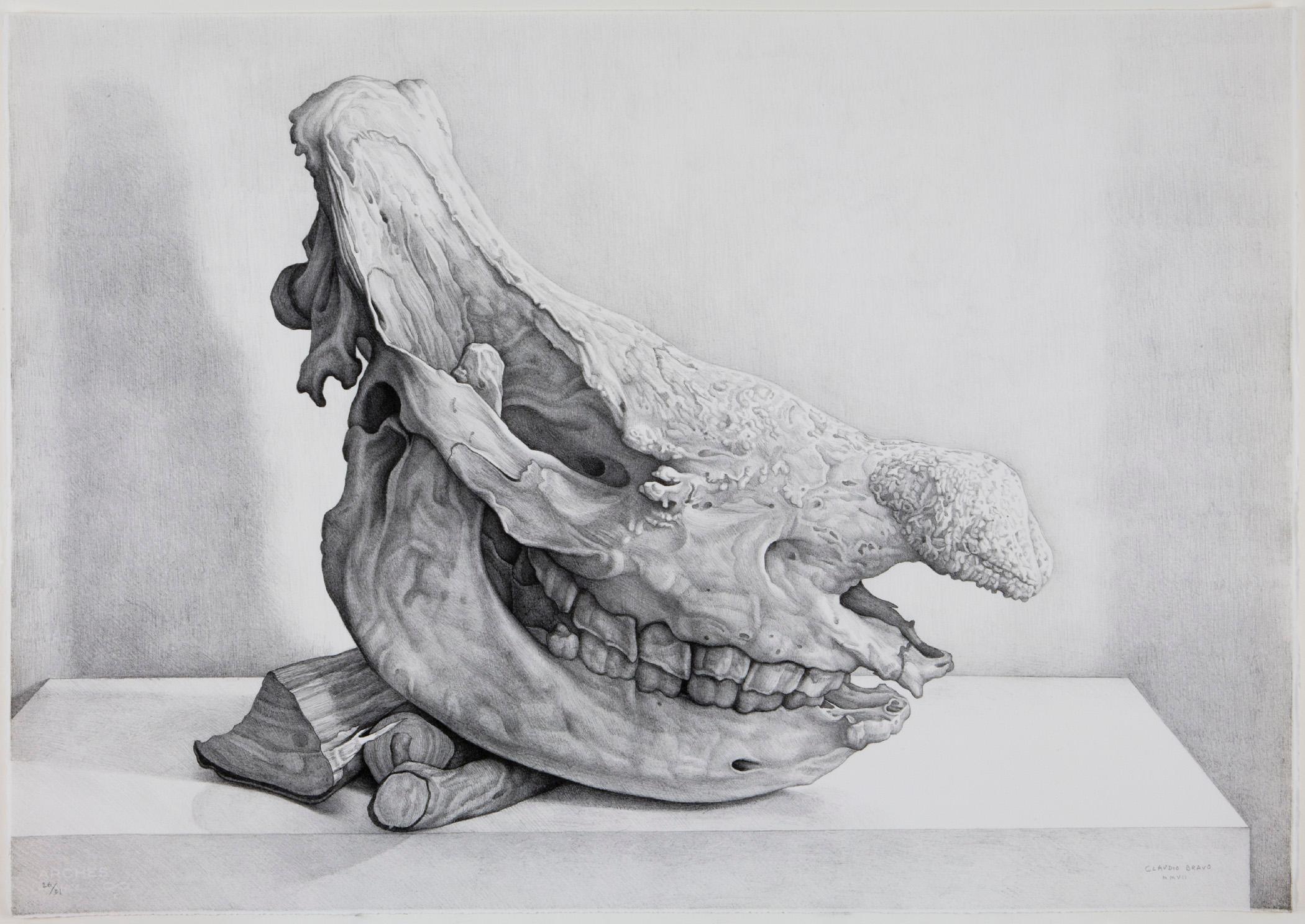 Claudio Bravo Animal Print - Craneo de rinoceronte (rhinoceros skull)