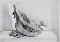 Craneo de rinoceronte (rhinoceros skull)
