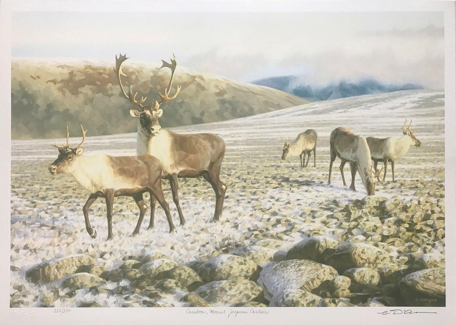 Claudio D'Angelo Animal Print - CARIBOU, MOUNT JACQUES CARTIER