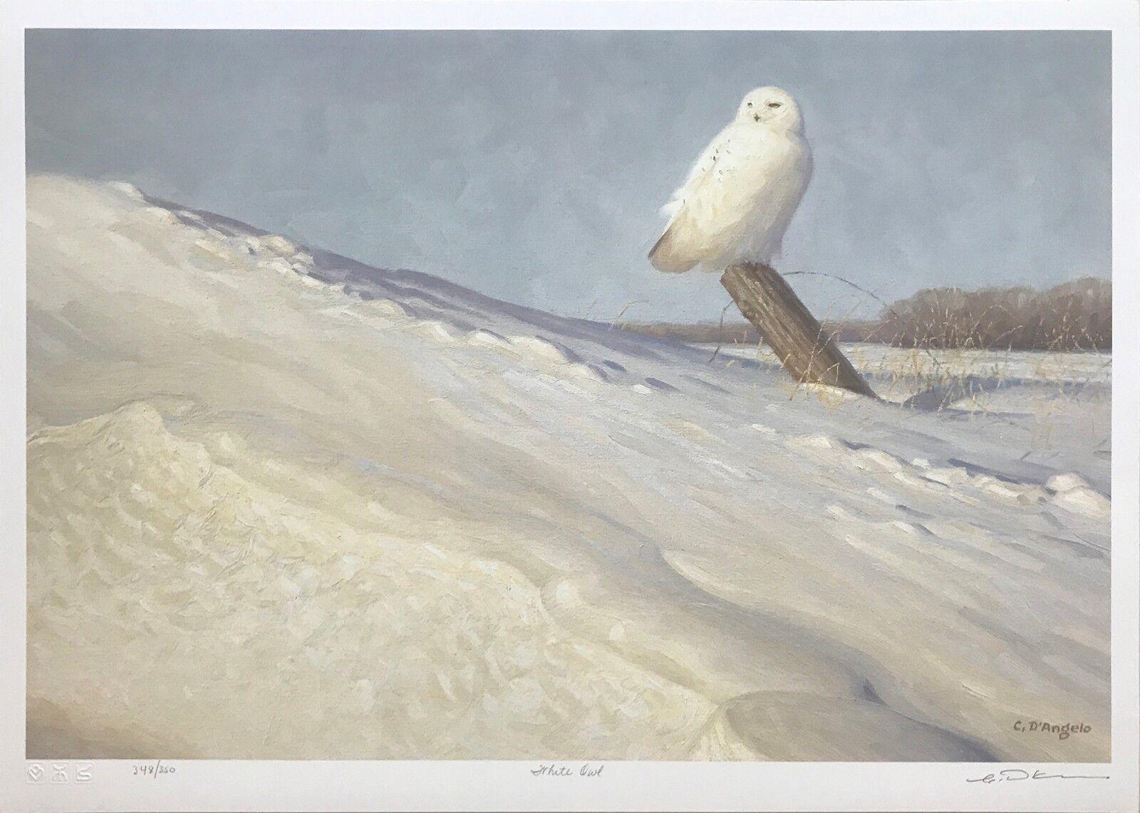 Claudio D'Angelo Figurative Print - WHITE OWL