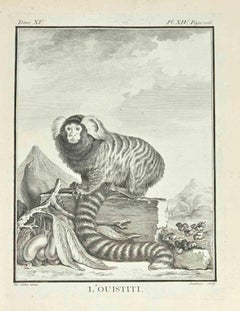 L'Ouistiti   - Gravure par  Clause Jardinnier - 1771