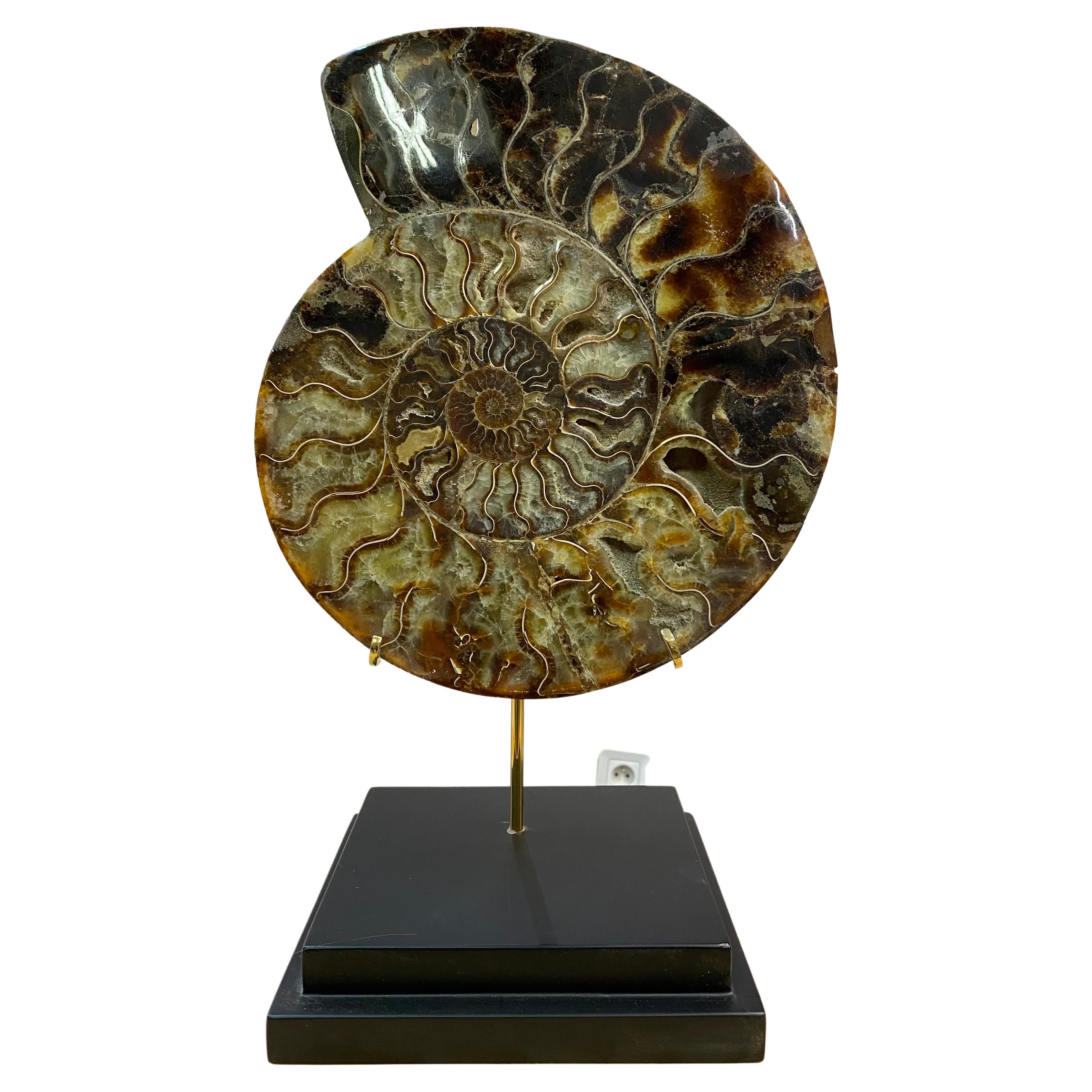 Cleonicaras Ammonite Monted on a Wood Base